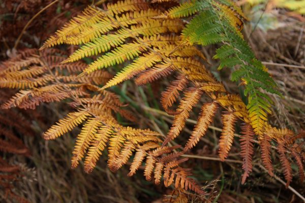 Desplazamiento otoñal