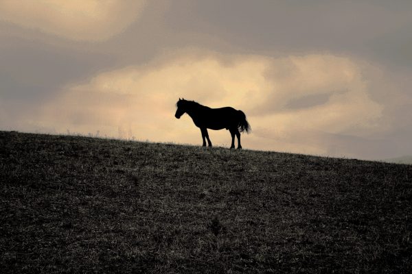 Asinerie_de_Pierretoun_Aug_2025