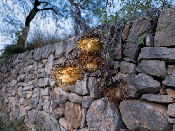 Les flors de les carderes lluint al capvespre